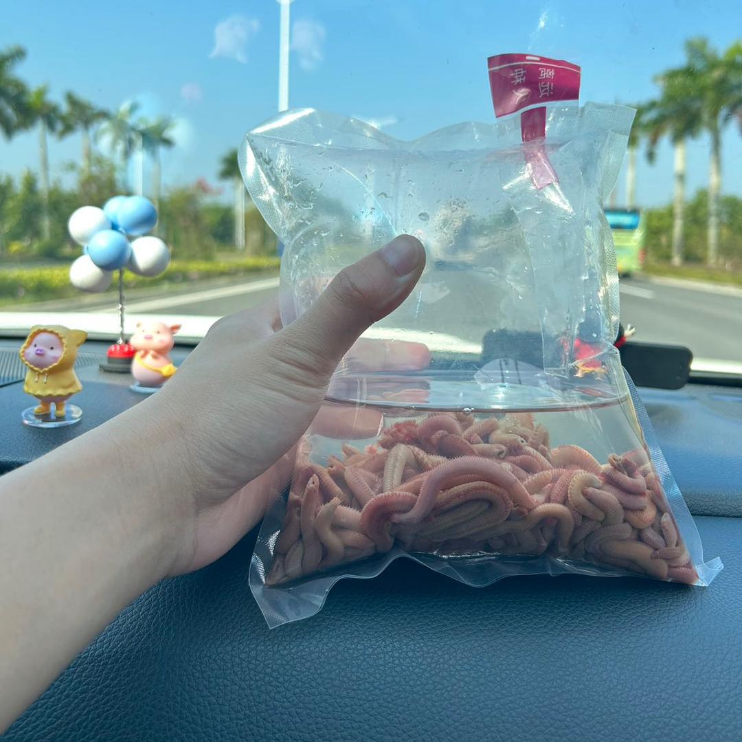 晨凌海钓鱼饵自营店