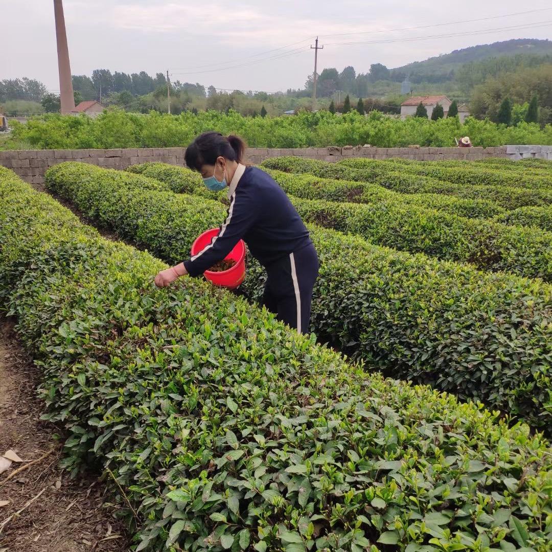 日照绿茶茶农老苏(纯天然无公害)