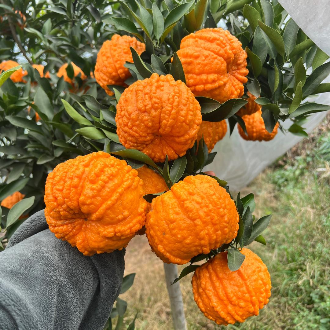 90后南瓜柑种植