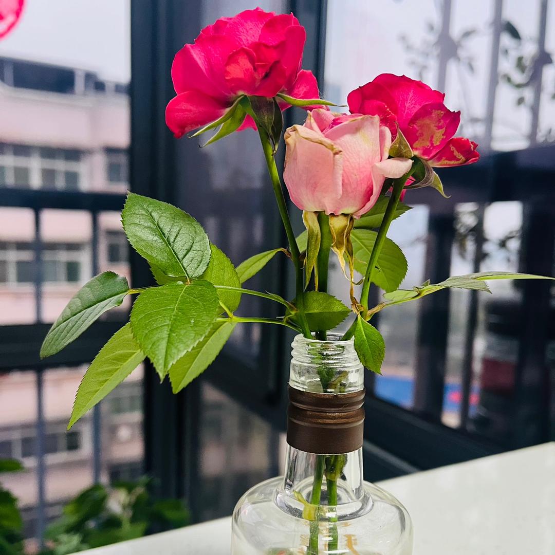 爱种花的杨@