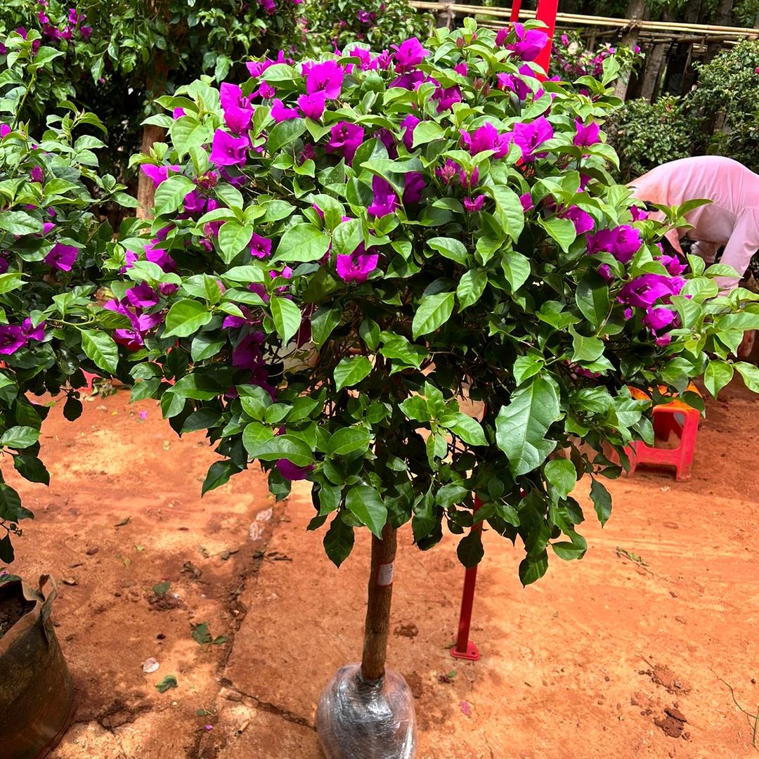 凤莱三角梅种植园