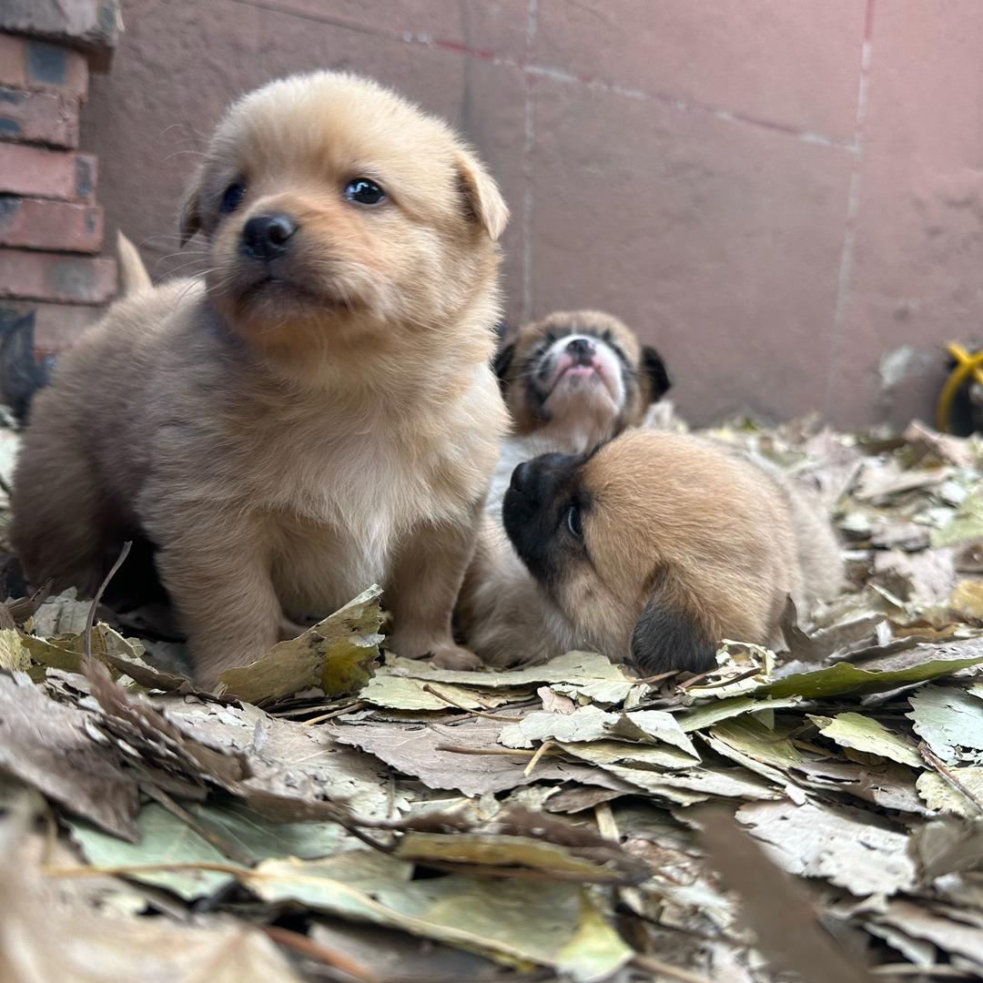 蜂蜜柚子不加茶