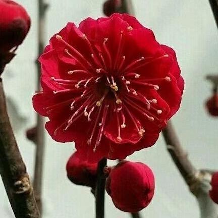 天之秀园梅花盆景