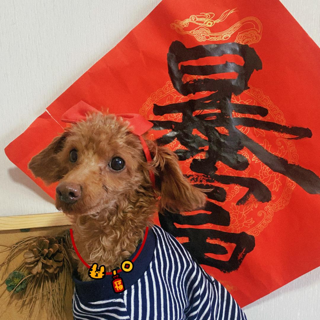 小苏