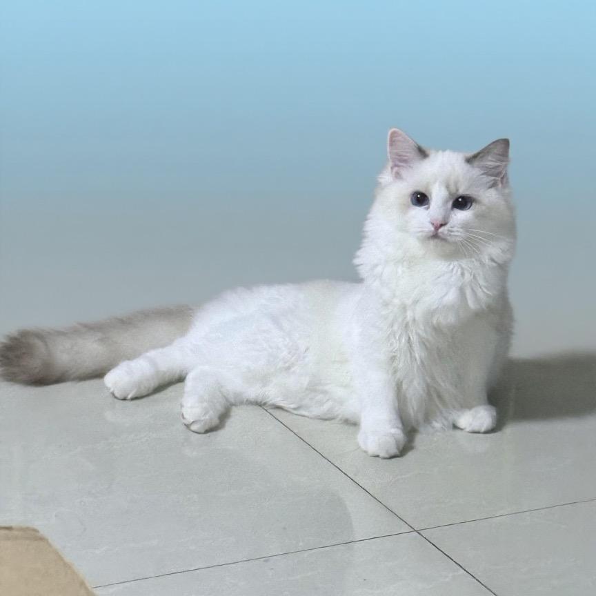 辣条是只大馋喵