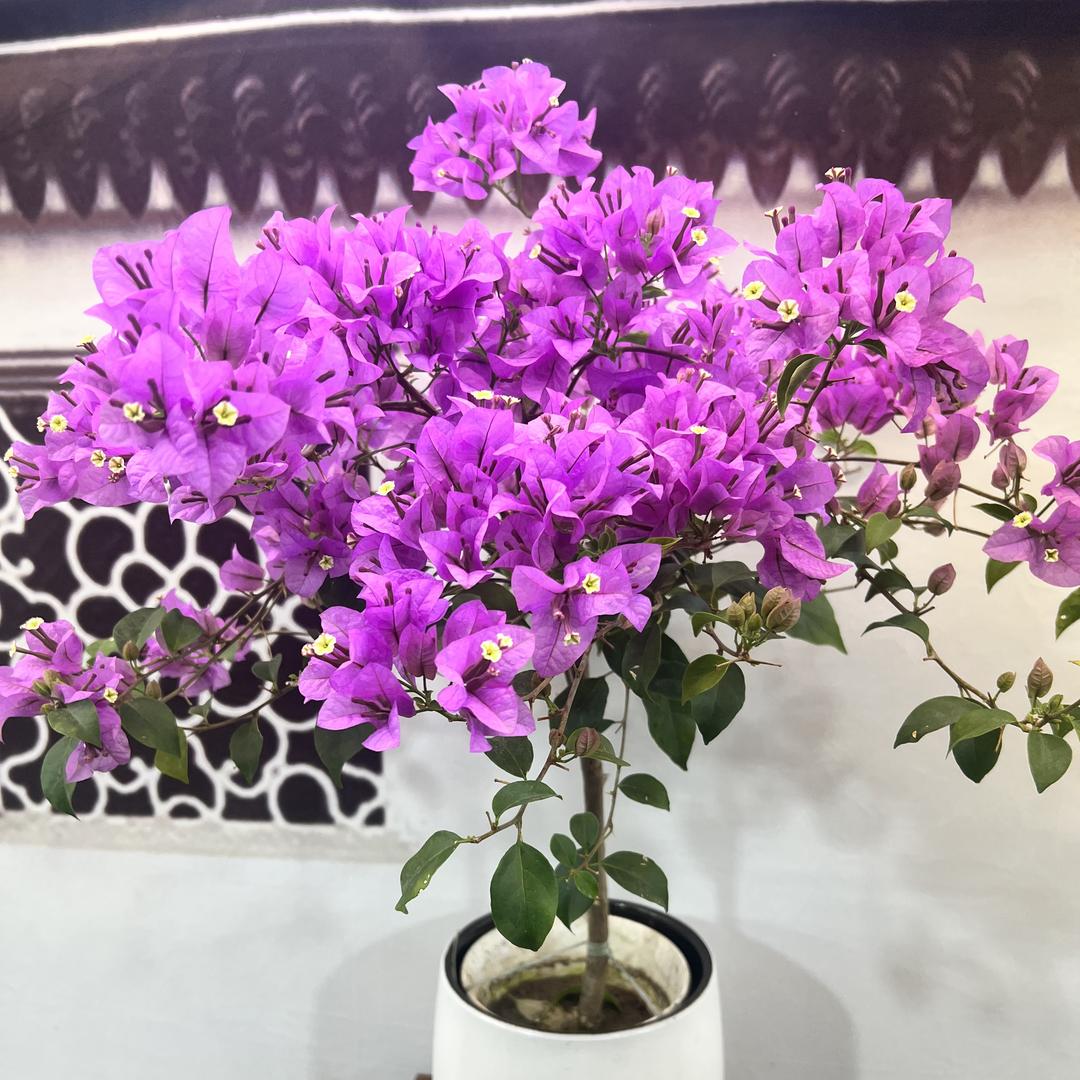 秋艺绿植基地