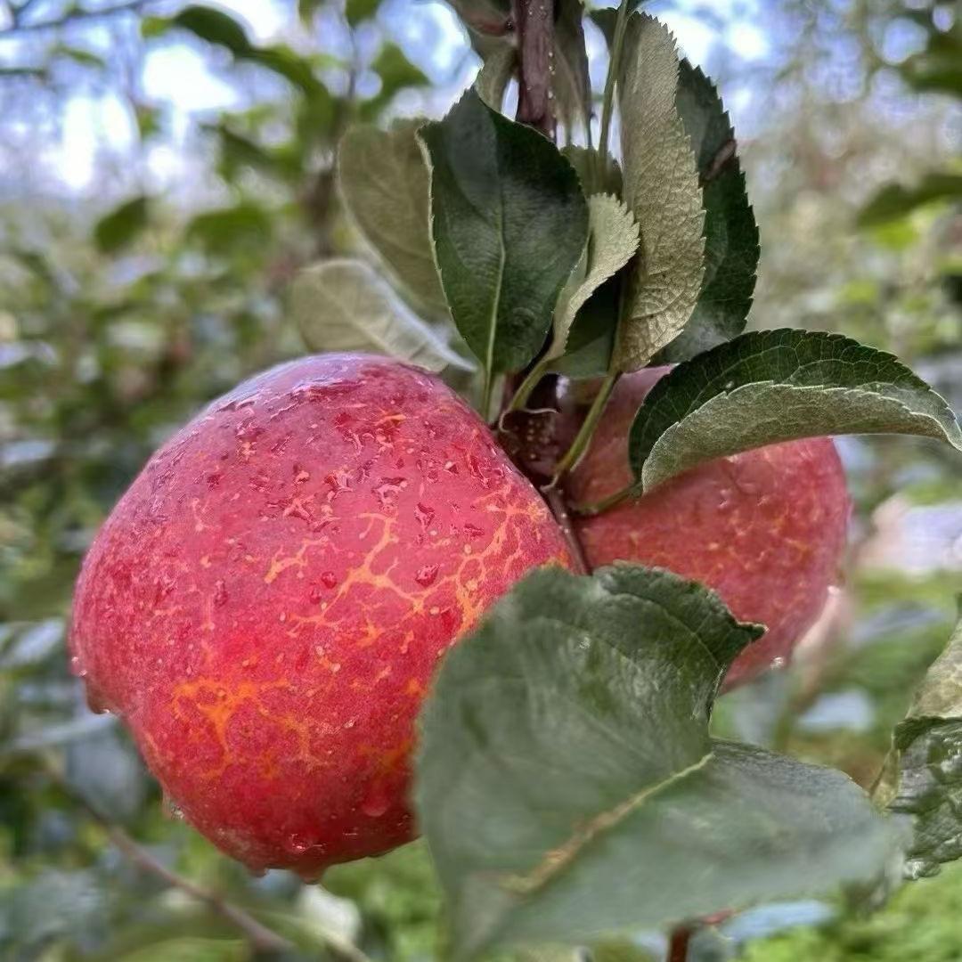 大凉山丑苹果现摘现发