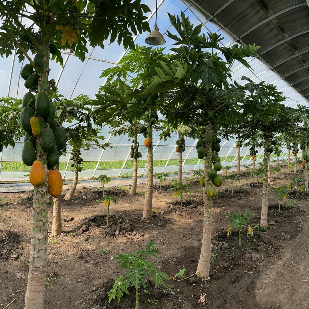 占林爷爷的健康农场