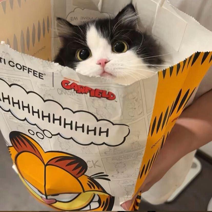 小猫爱吃鱼