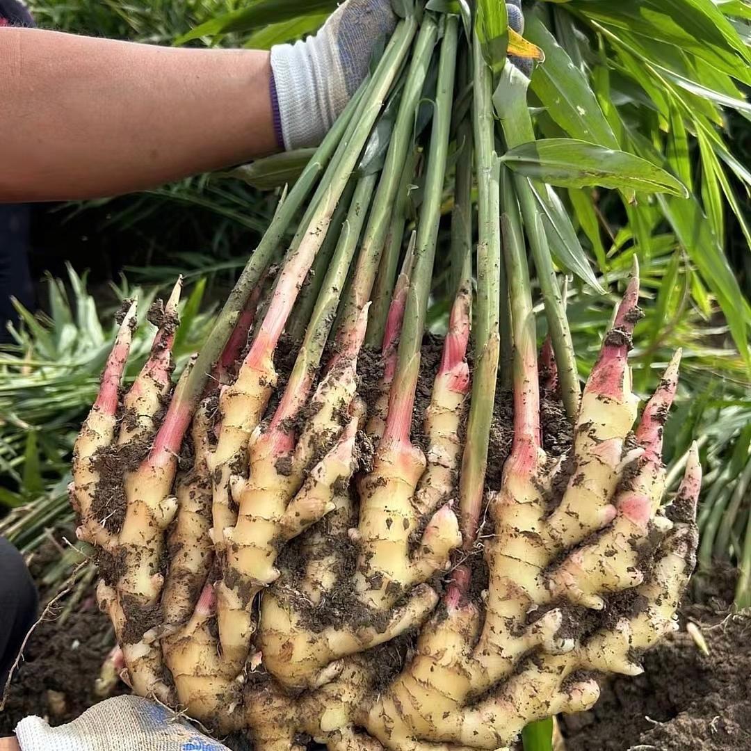 有机姜田云南小黄姜