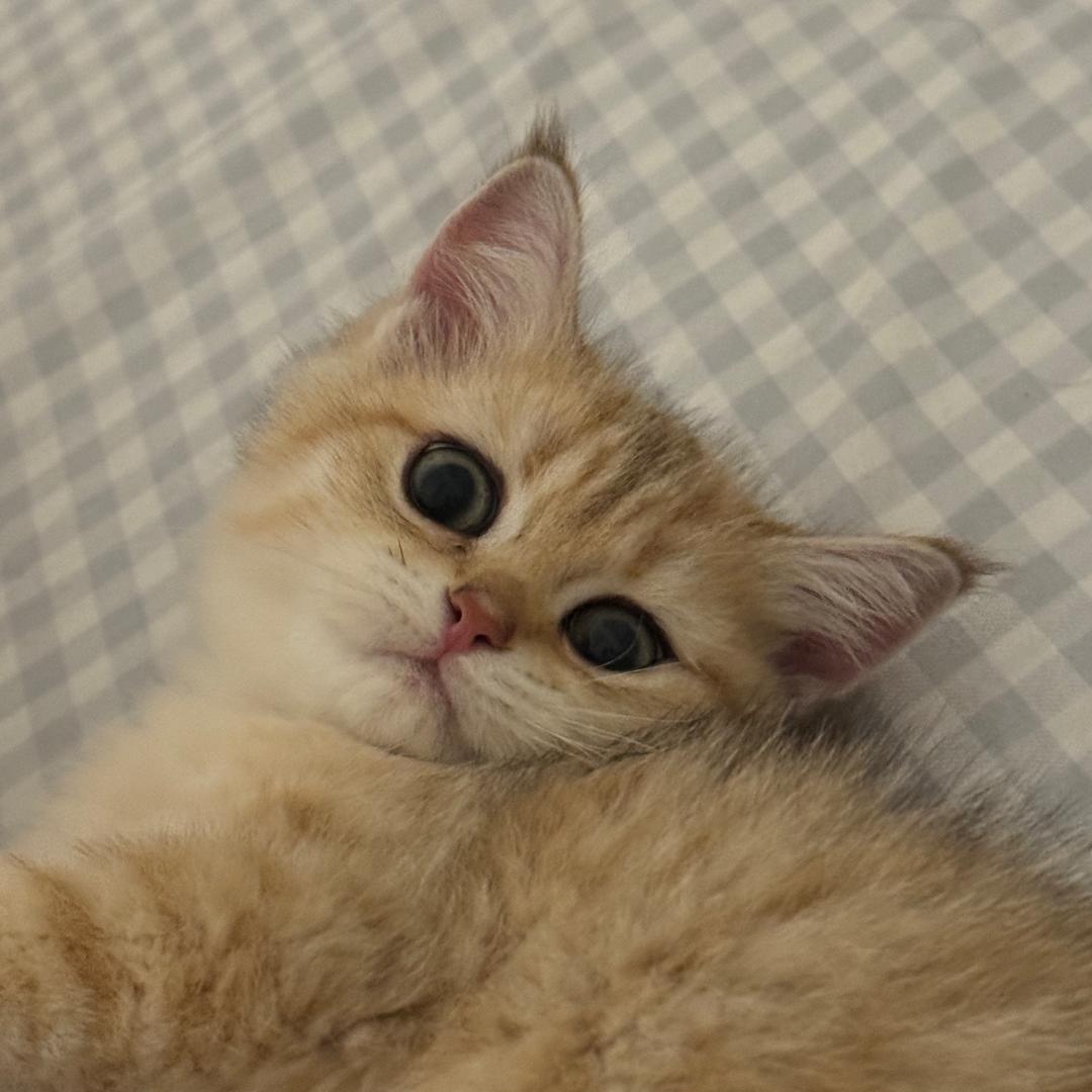 拾月i