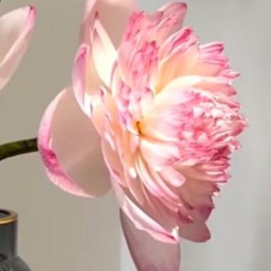 小陈丫