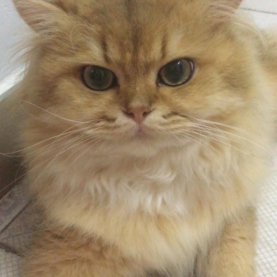 老李爱煮菜