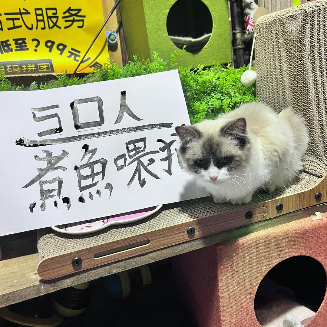 金毛汤圆.萌猫校园