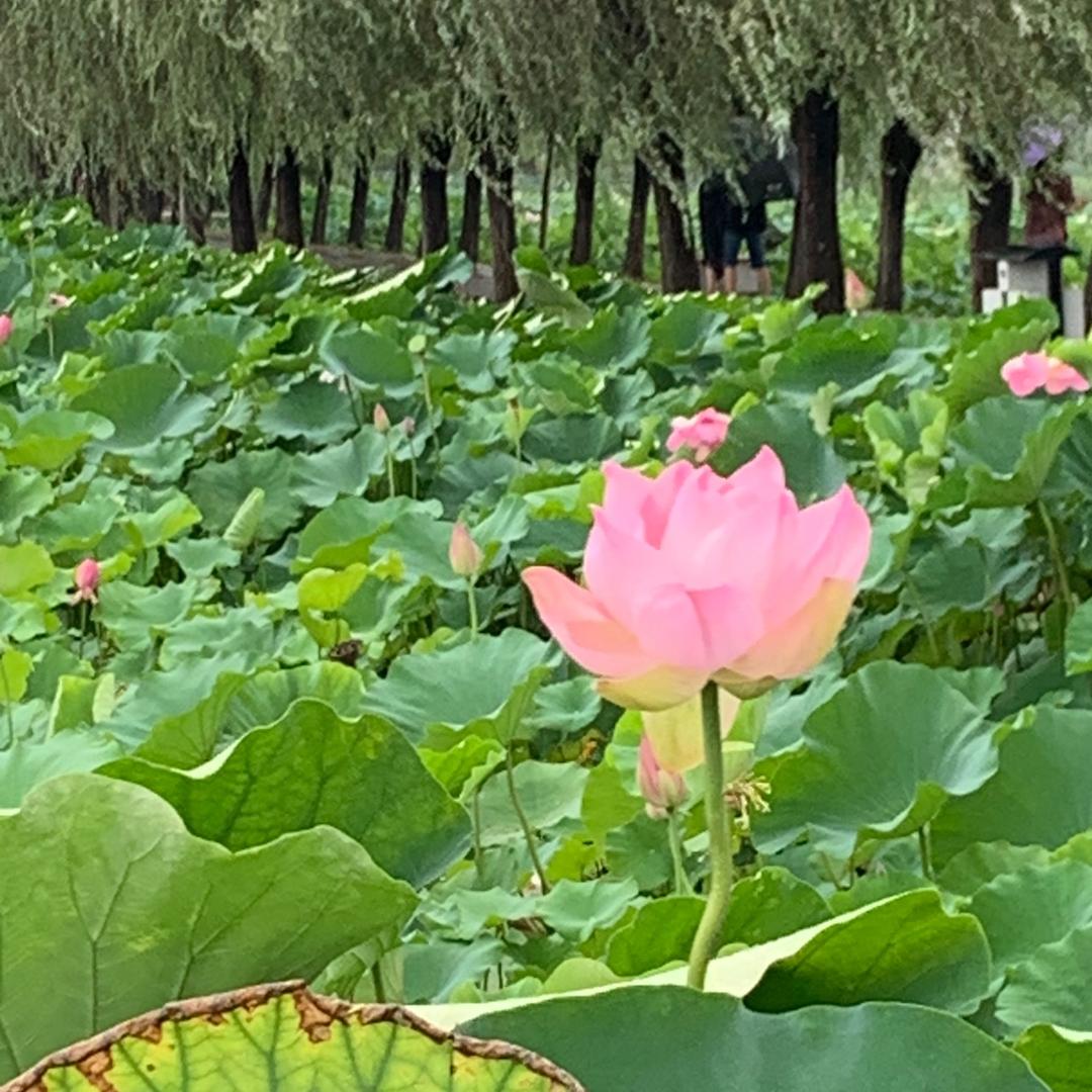 在水一方休闲垂钓中心