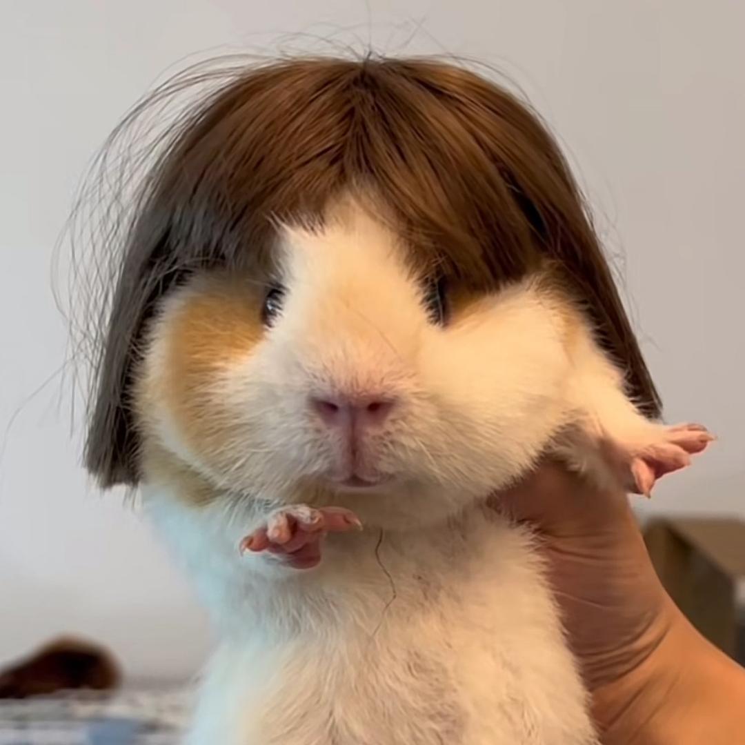 粉毛小猪💜