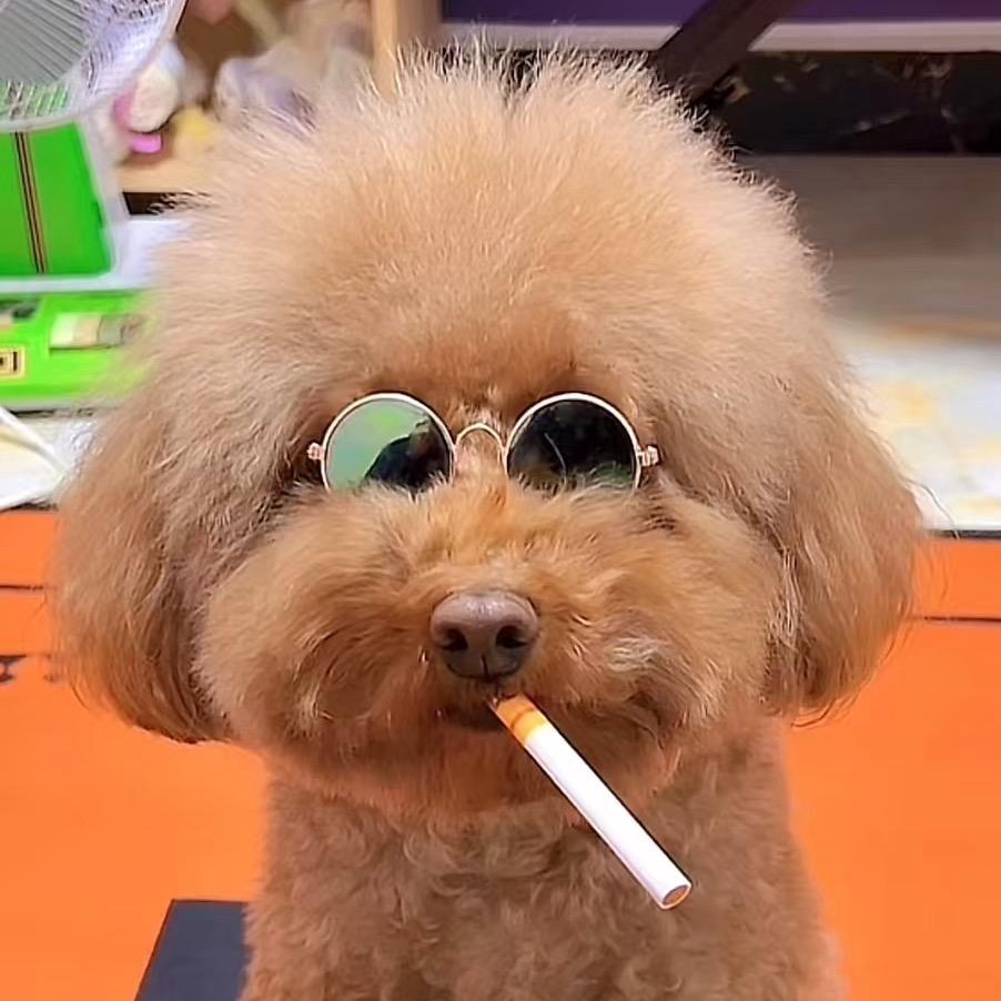 日常撸狗，皮皮@抖音