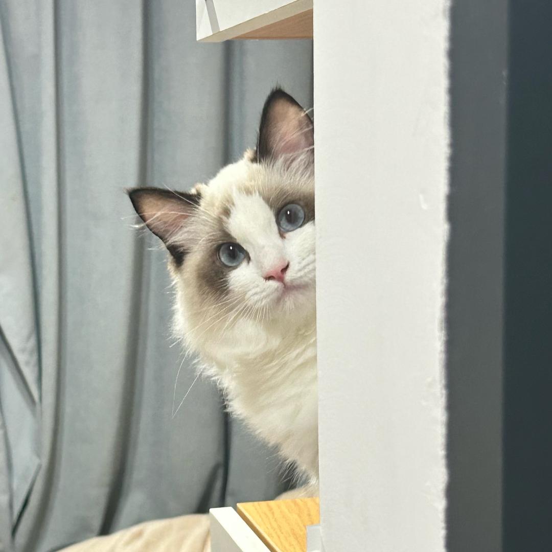 不是馒头是花卷