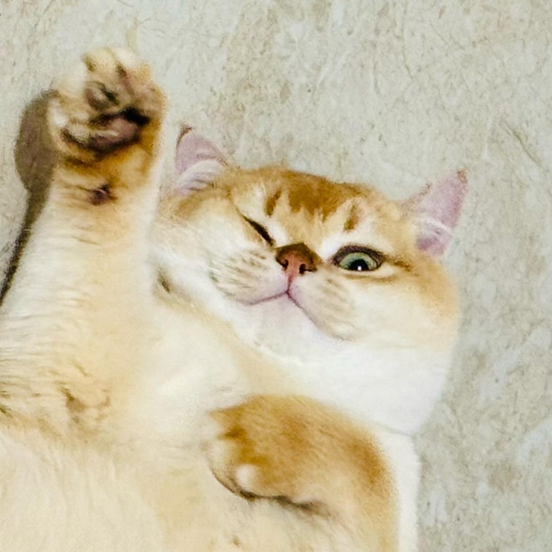 羽毛