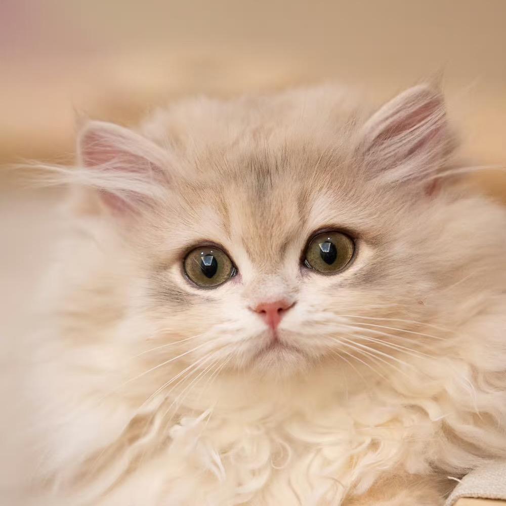 大卫的小胖猫