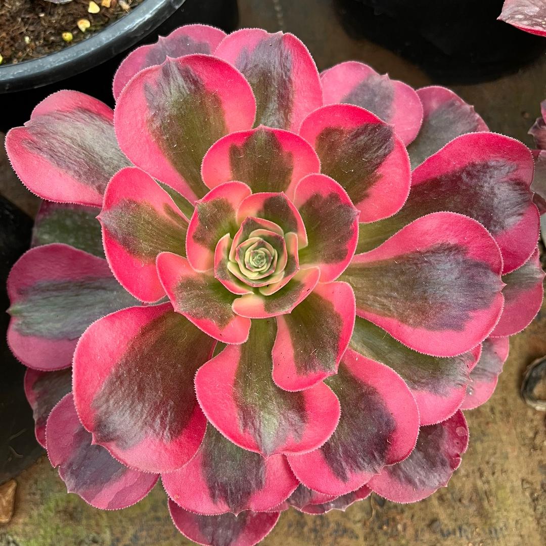 吉吉国王法师锦