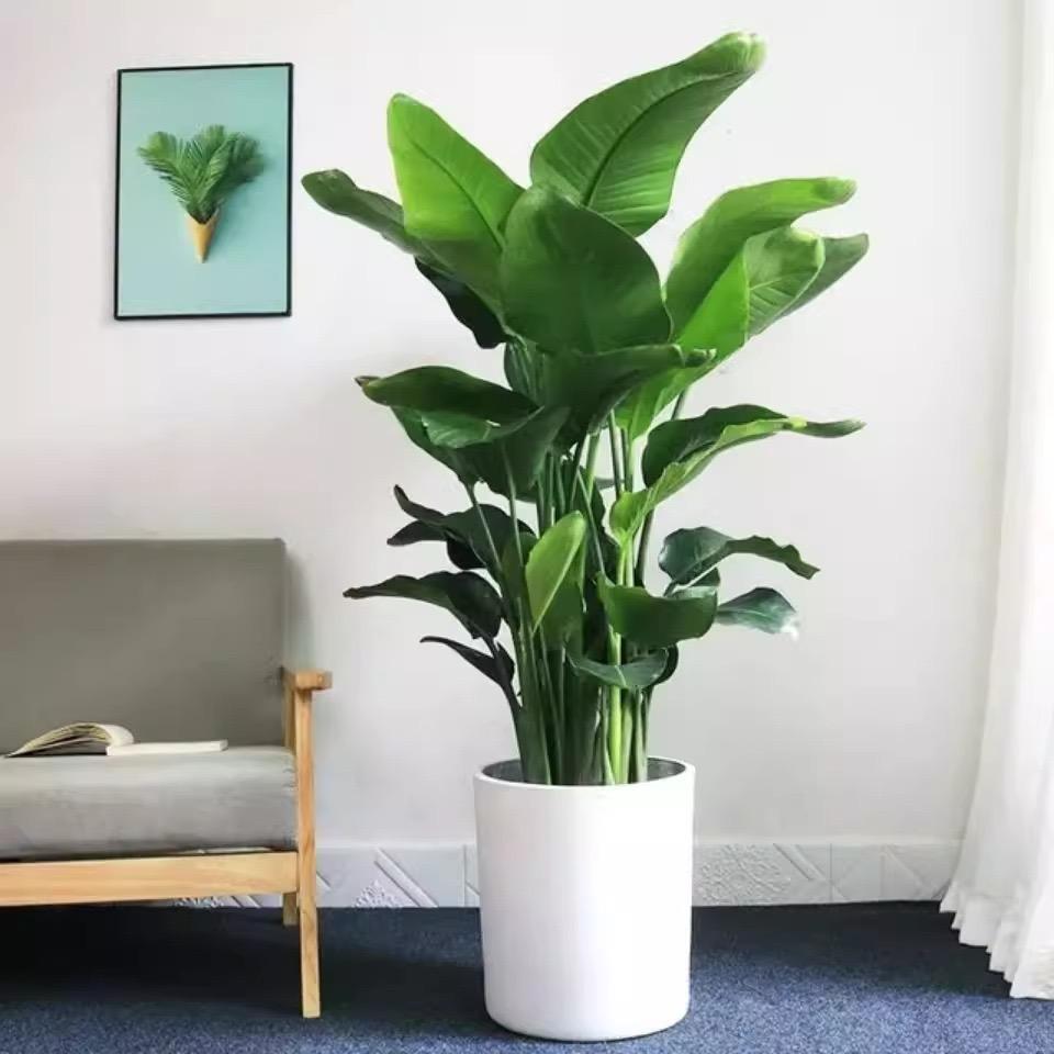 胖哥小小趣枝园