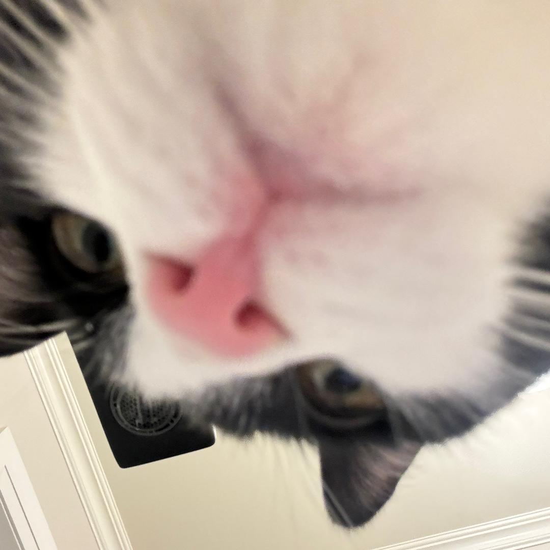 尖椒猫不吃尖椒