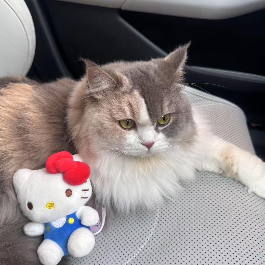 猫猫圆桌派