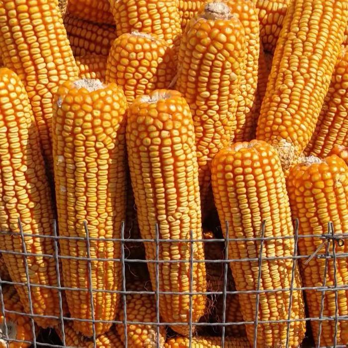 科农未来种业（高产）