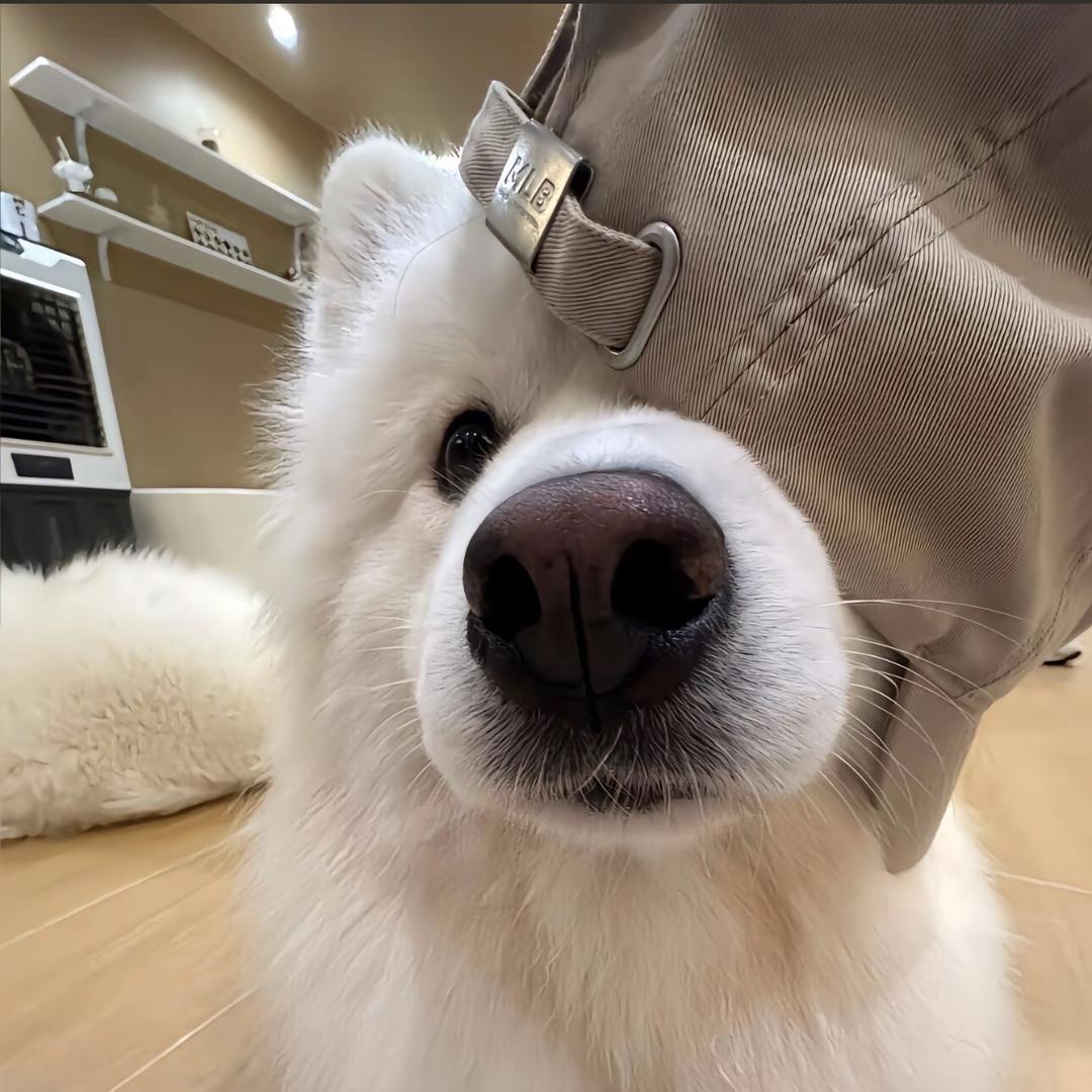 念箐