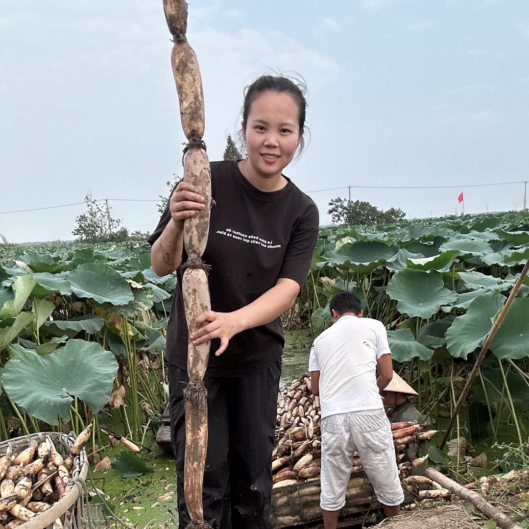 洪湖特产煲汤粉藕