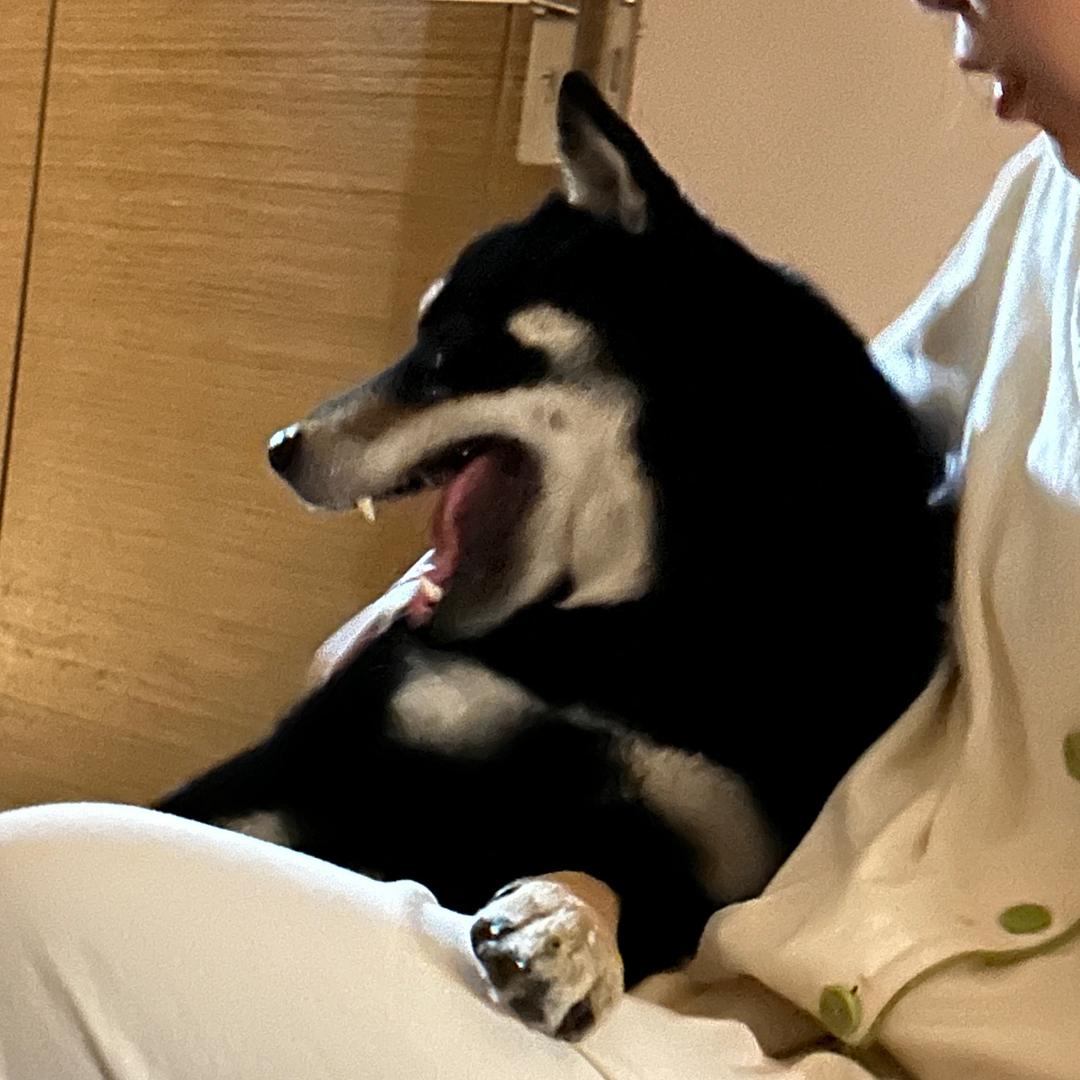 福宝快回来！！！