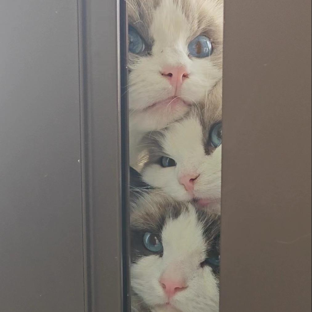 肥脸猫屋的肥小脸