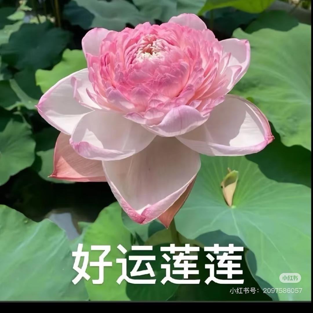 小豆子