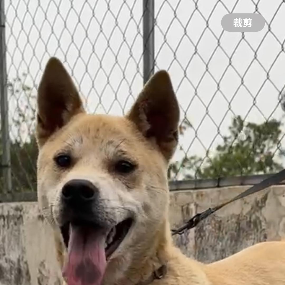 宾阳县武陵镇柒柒田园犬坊（个体工商户）