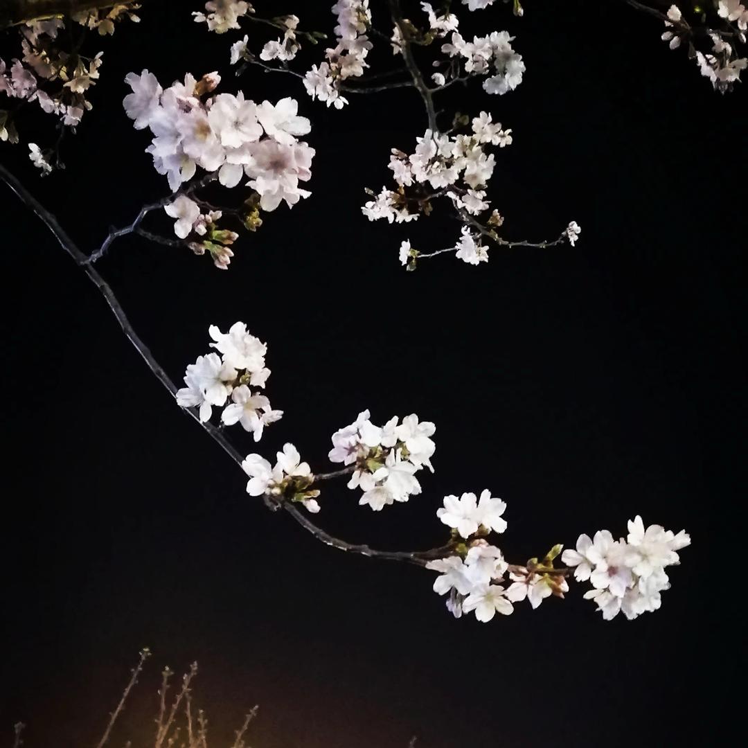 叶落无声🍂