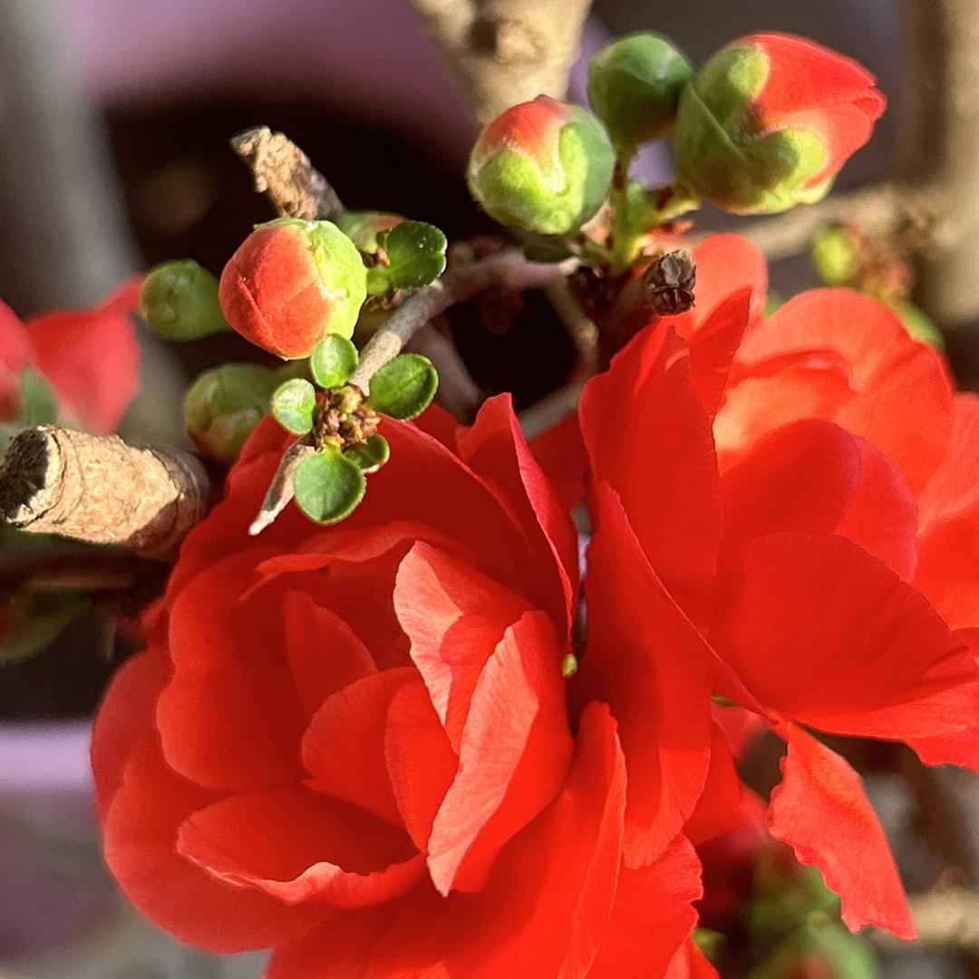芊妤