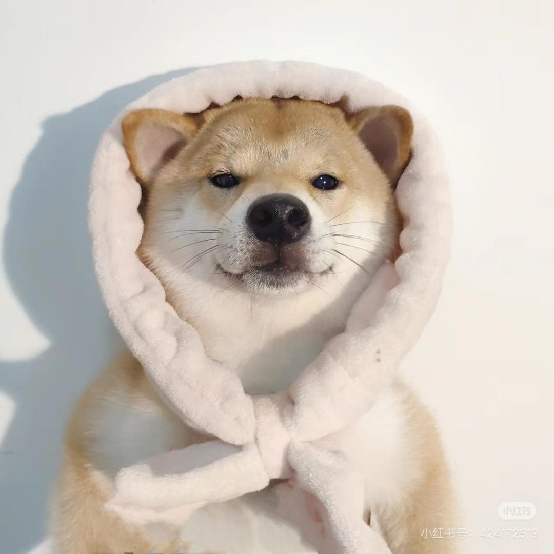 猕猴桃🥝🥝