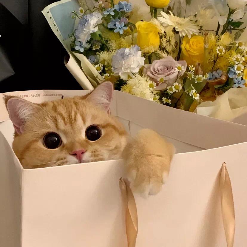 Chloe.（想做租赁）