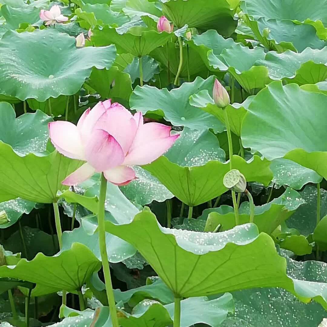 ²💗ꦿᩚ段¹₃¹₄ꦿ王爷