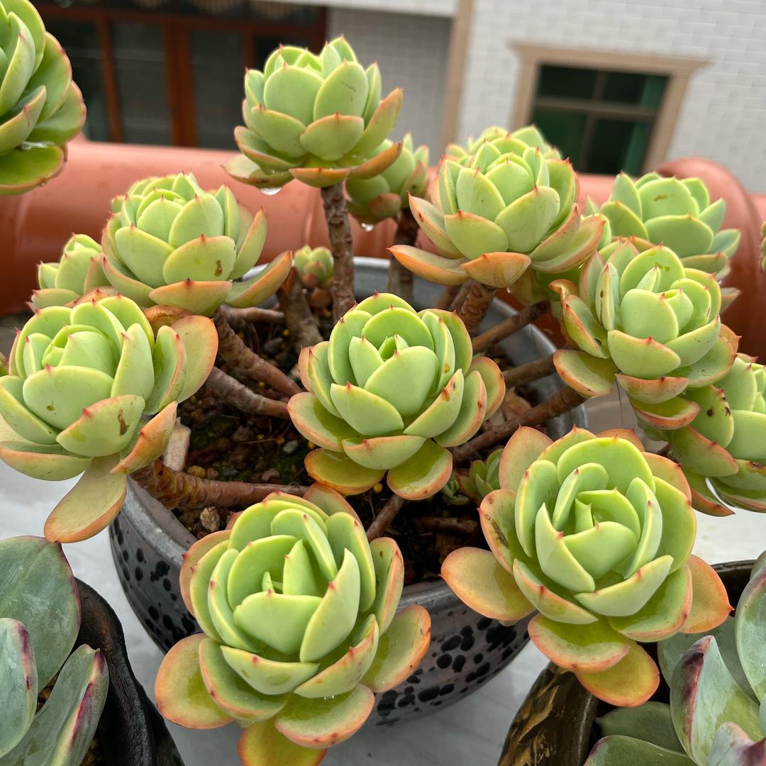 秀秀楼顶花园(爱养多肉)