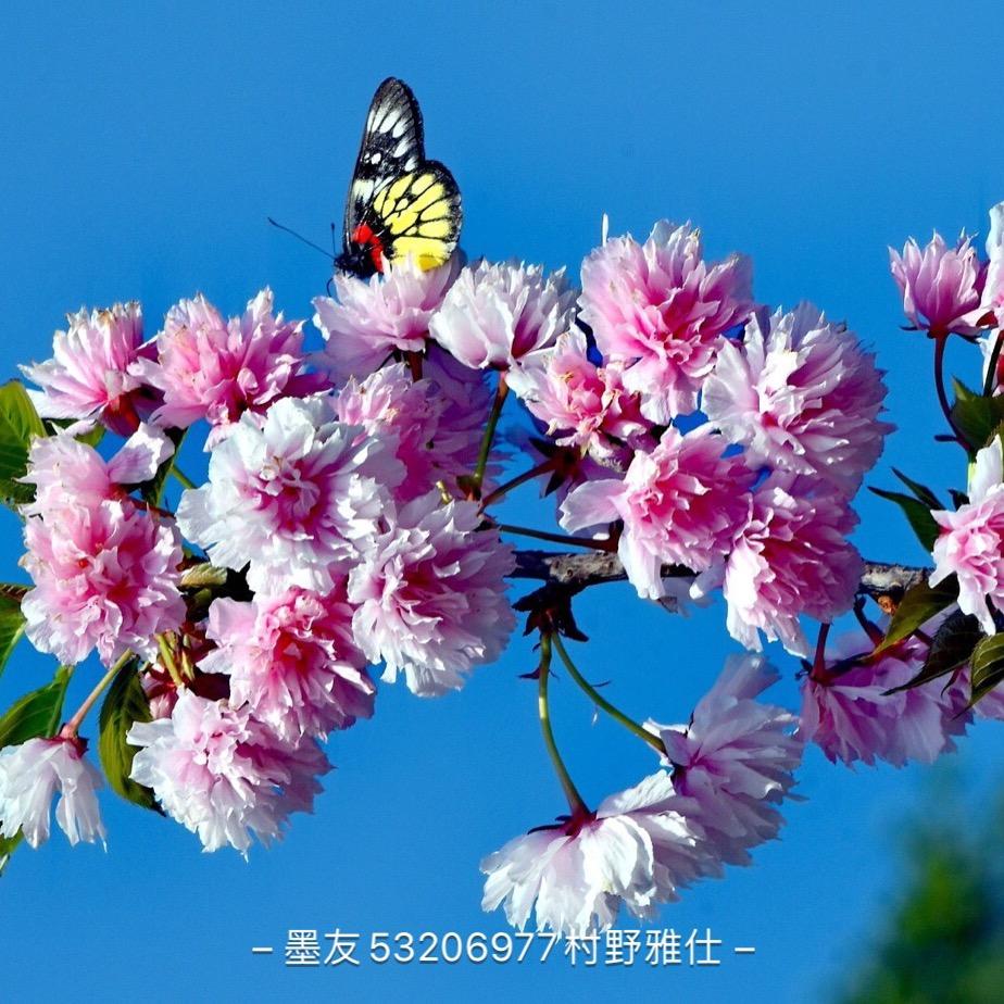 花园影视