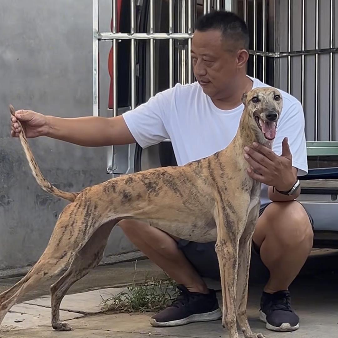 实战掐狗王～利铭