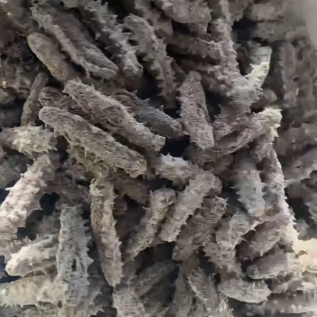 烟台芝福湾海参