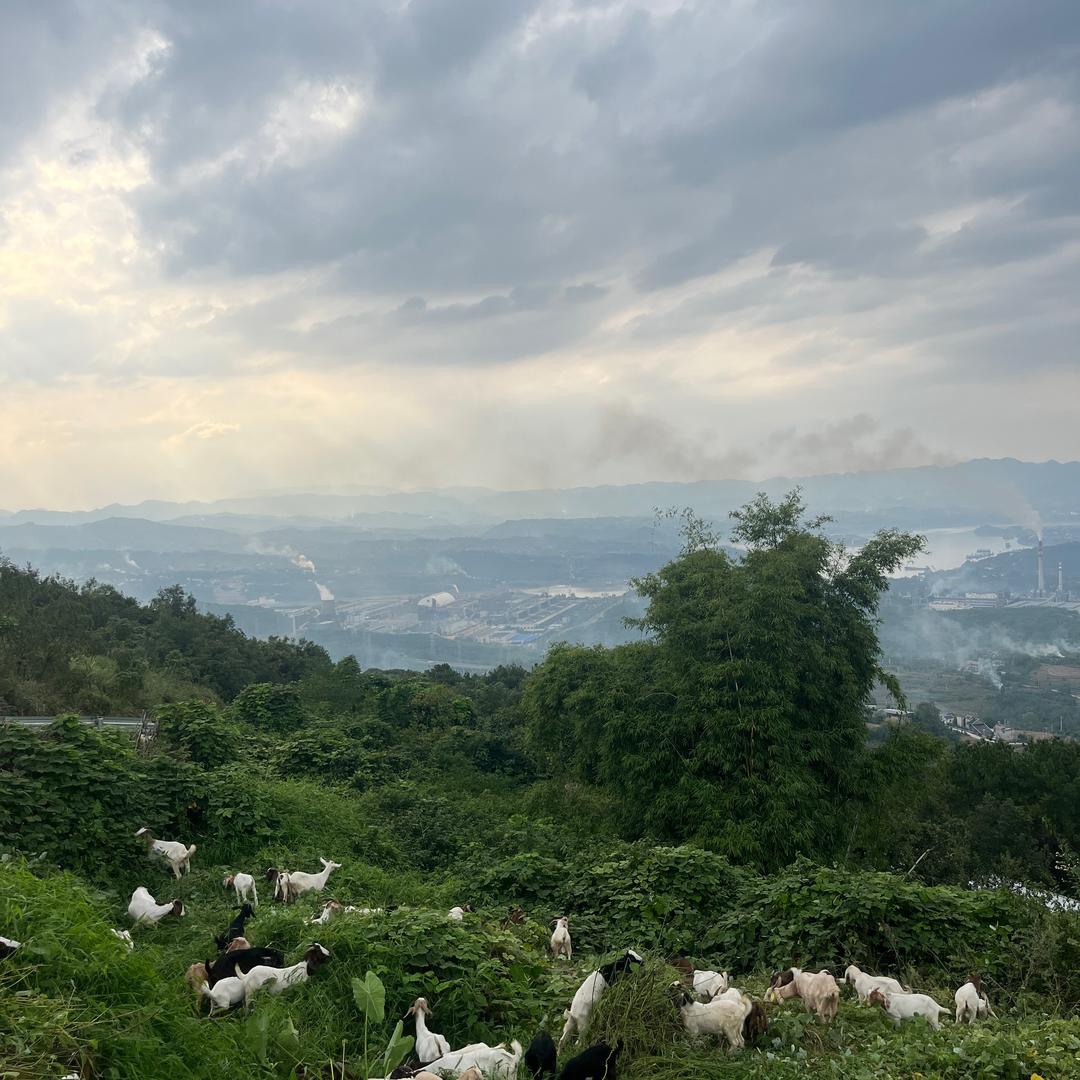 重庆涪陵清溪小羊倌