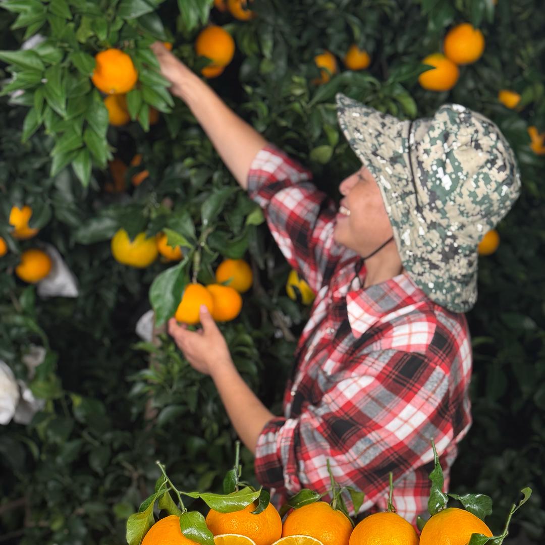 四川果农爱媛果冻橙