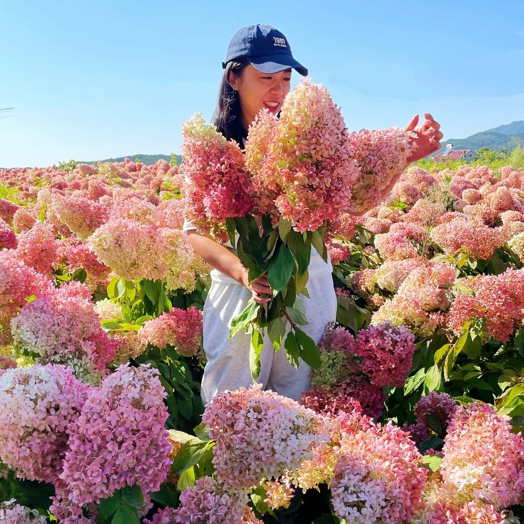 海妮花园