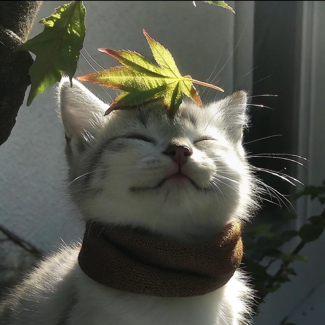 你的小白