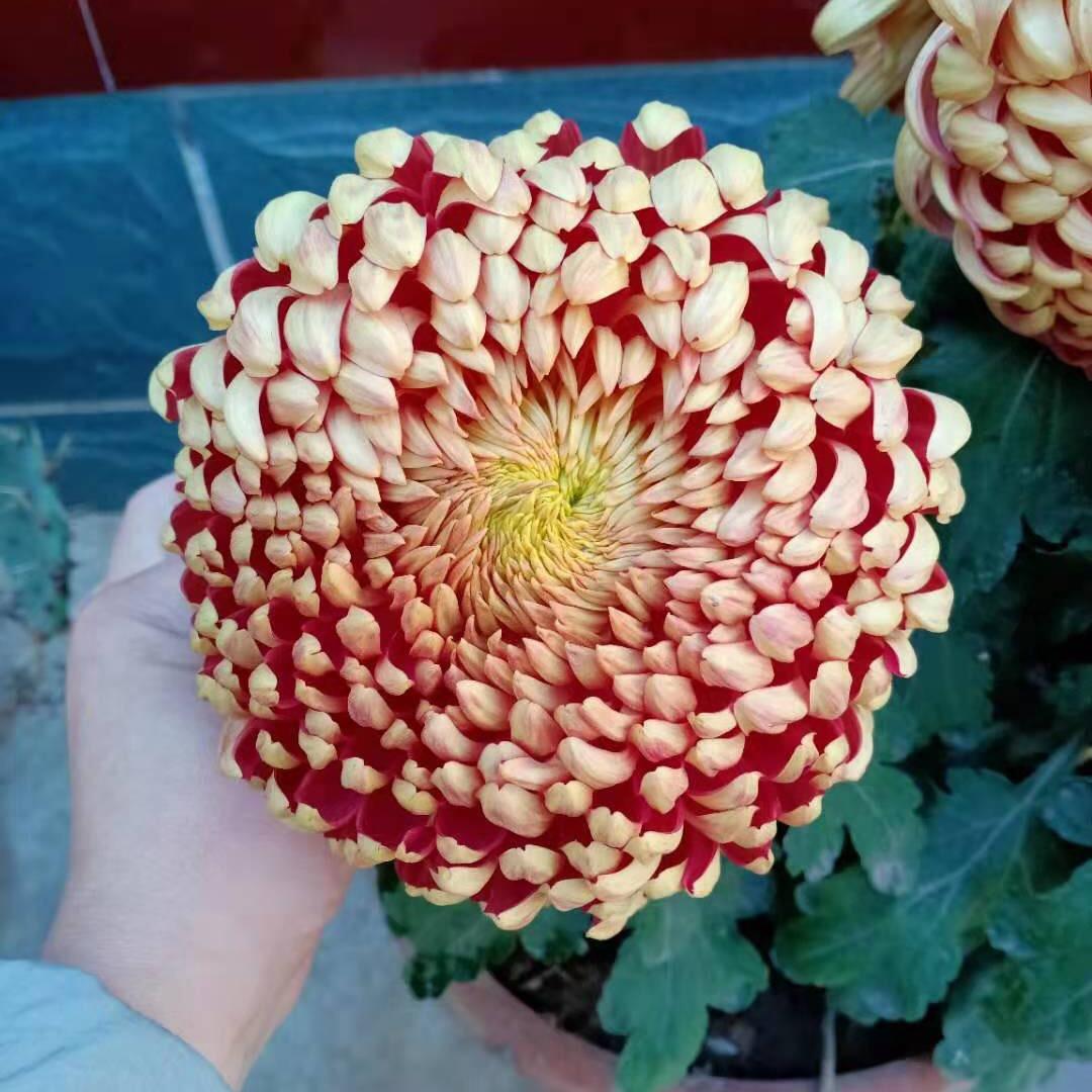 小松鼠花卉培育基地
