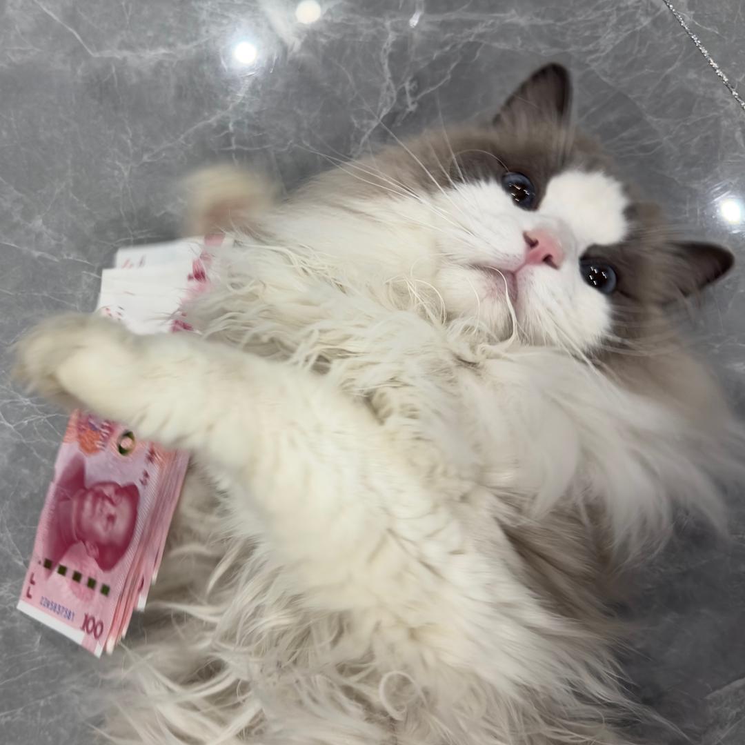 吃豆豆的豆丁